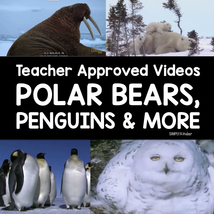 Arctic Animal Videos - Polar Bears, Penguins, Walruses, Arctic Hares, and more!