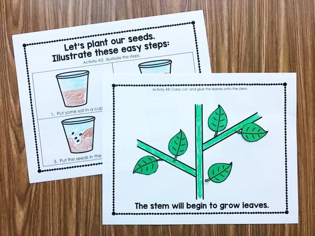 Planting Plants in Kindergarten! Use this fun, interactive journal to walk you through the process and learn about the plant life cycle from Simply Kinder. Perfect or preschool, kindergarten, and first grade classrooms. Available on Teachers Pay Teachers from Simply Kinder.