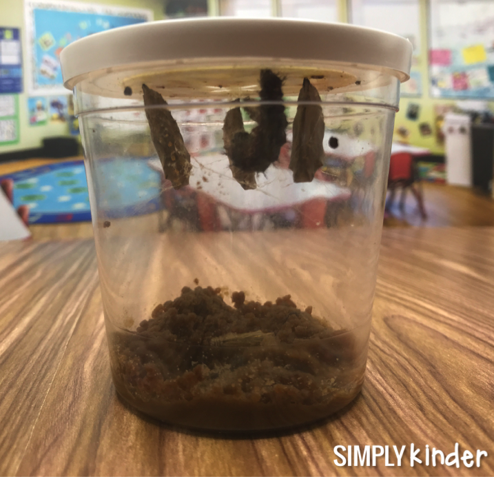 The butterfly life cycle. Ever wanted to see the life cycle of butterflies with your students? We give you a glimpse in the process. A great activity for kindergarten, preschool, and first grade students from Simply Kinder.