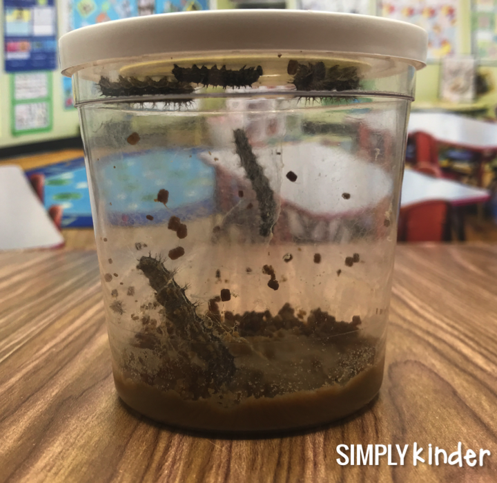 The butterfly life cycle. Ever wanted to see the life cycle of butterflies with your students? We give you a glimpse in the process. This is a fun activity for kindergarten, preschool, and first grade students.