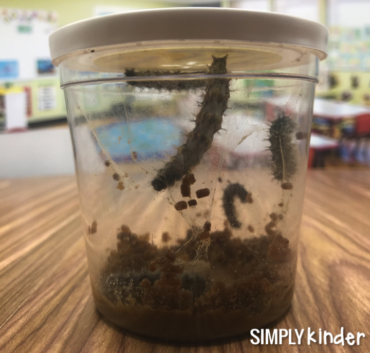 The butterfly life cycle. Ever wanted to see the life cycle of butterflies with your students? We give you a glimpse in the process. 