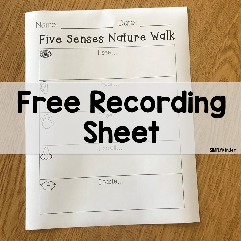 Fall is the perfect time to take your students on an outdoor nature walk. I use this time of the year to introduce my students to our five senses and how to be scientists. This free recording sheet is great for your nature walk.