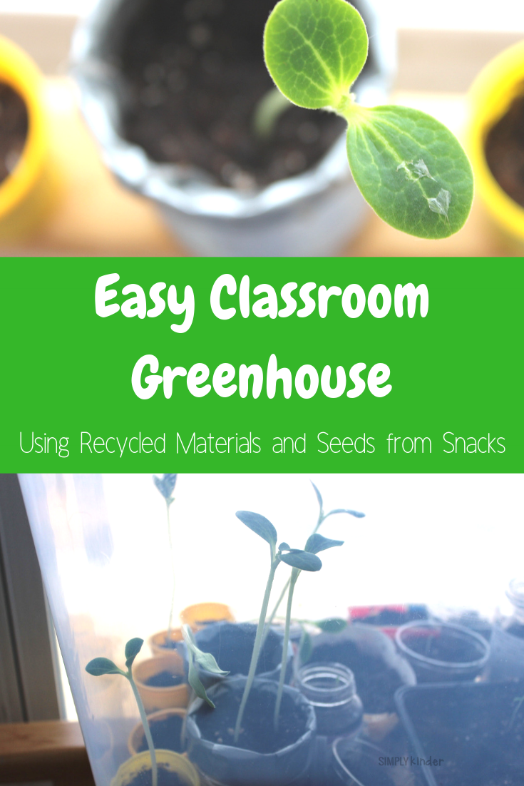 Easy classroom greenhouse
