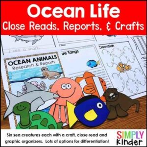 Ocean Animals Reports