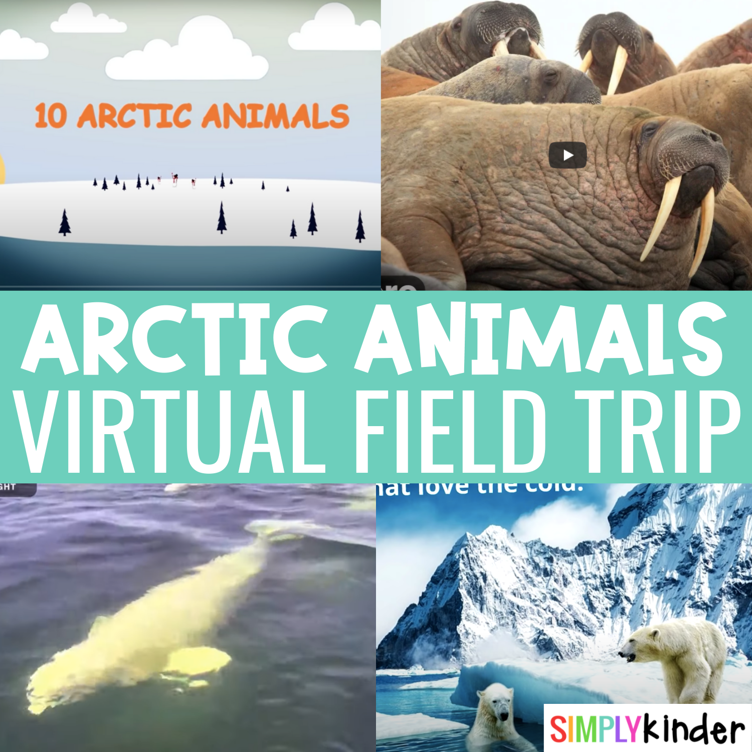 Arctic Animals Virtual Field Trip - Simply Kinder