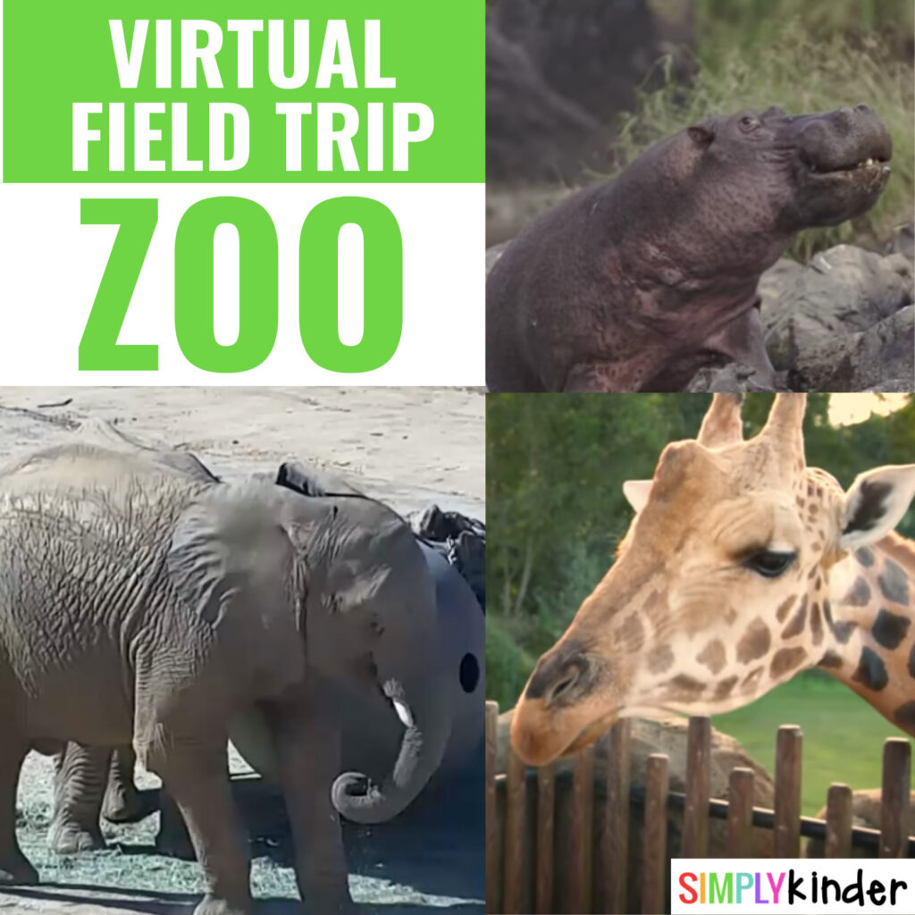 Take a field trip to the zoo without leaving your classroom! See animals up close with live cams, get behind the scenes views, and more!
