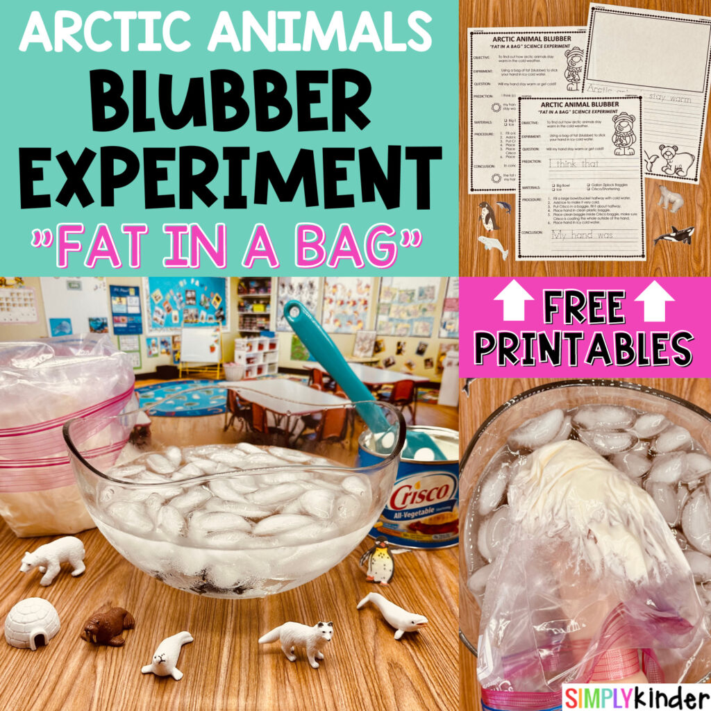 Teach your students how arctic animals stay warm with this super fun hands-on blubber experiment using fat in a bag with FREE printables!